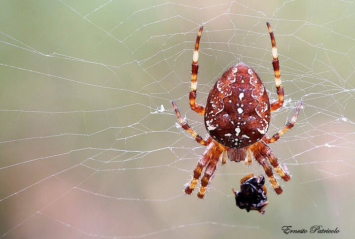 Araneus diadematus e Araneus sp.